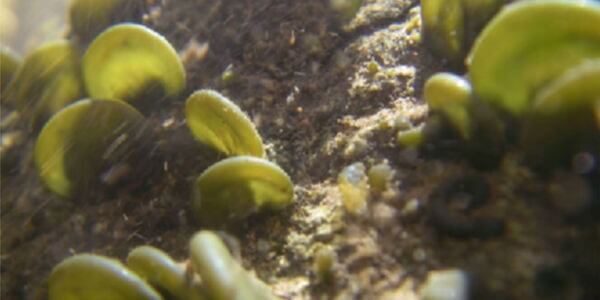Algae