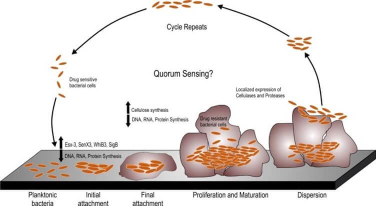 Biofilms formed by Single Species of Microorganisms